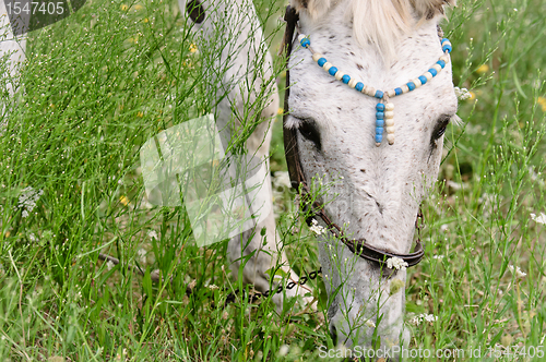 Image of A white horse feeding outdoors