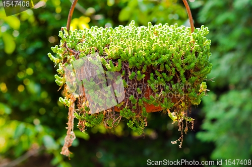 Image of Fresh green plant ready to grow