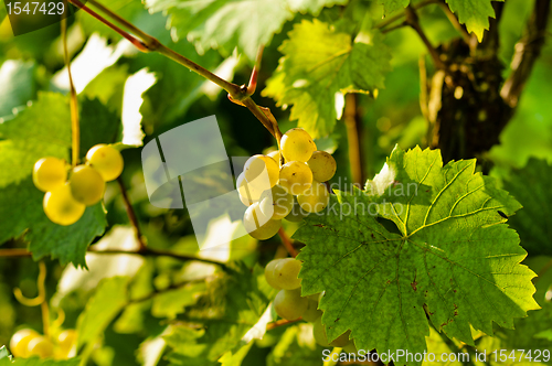 Image of Closeup photo of some fresh green grapes 