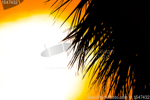 Image of Beautiful summer background with a silhouette