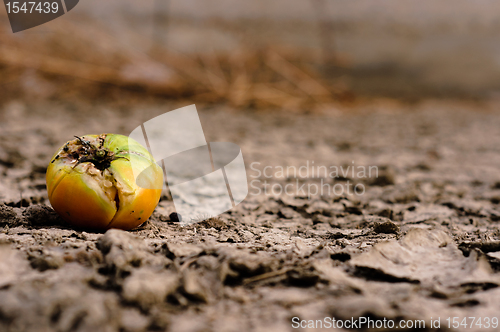 Image of Dry soil closeup before rain with fruit