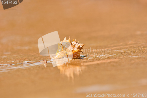 Image of Closeup of a sea shell on wet sand