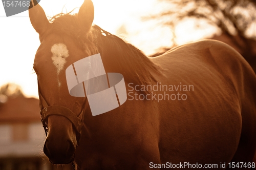 Image of Vintage photo of a cute horse