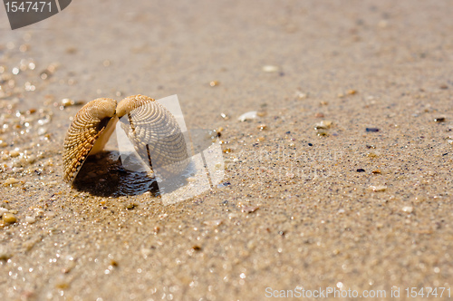 Image of Closeup of a sea shell on wet sand
