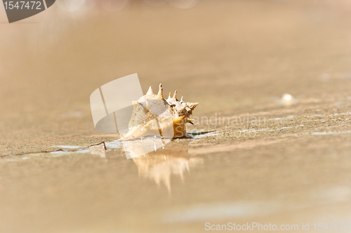 Image of Closeup of a sea shell on wet sand