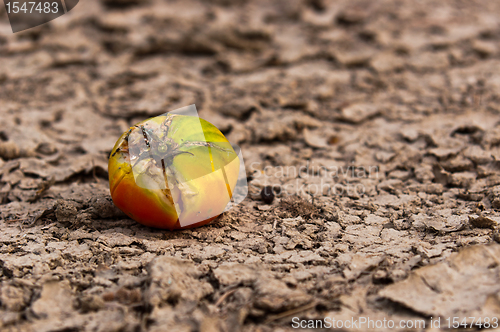 Image of Dry soil closeup before rain with fruit