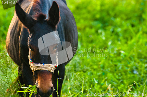 Image of Closeup photo of a young horse against green background