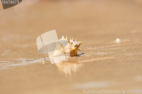 Image of Closeup of a sea shell on wet sand