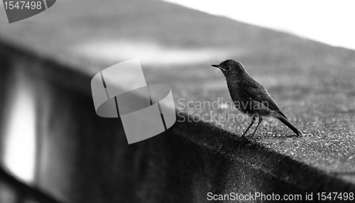 Image of Small bird on a concrete wall
