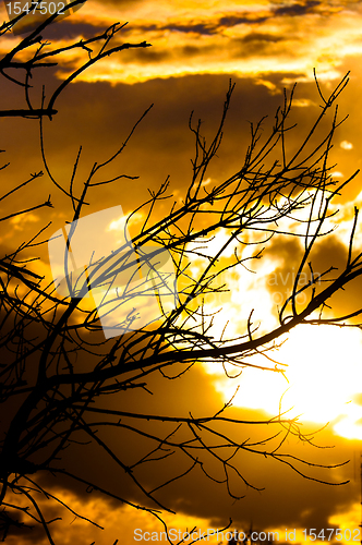 Image of Silhouette of a tree before sunset