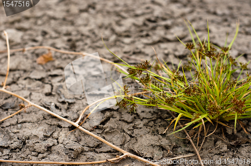 Image of Dry soil closeup before rain with plant