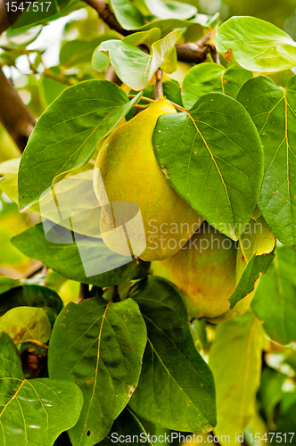 Image of Fresh fruit on the tree