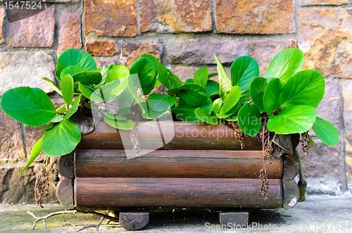 Image of Fresh green plant in wooden pot ready to grow