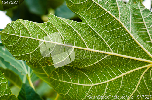 Image of Green leaf closeup with veins