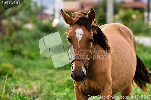 Image of Closeup photo of a young horse against green background