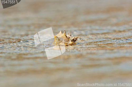 Image of Closeup of a sea shell on wet sand