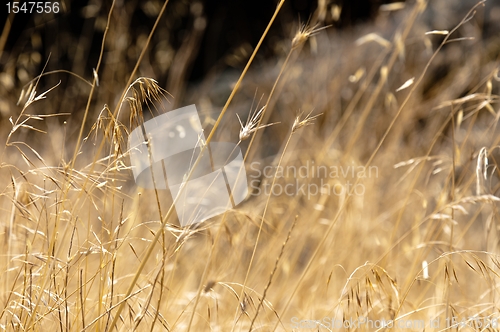 Image of Dry plant closeup against blurry background