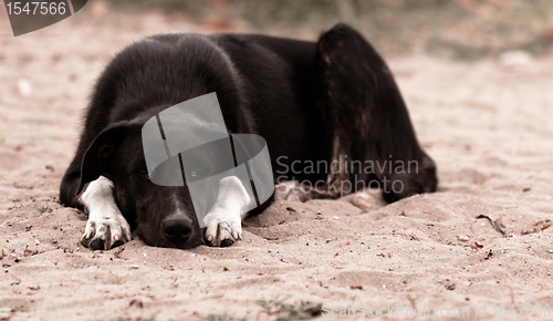 Image of Sad dog on the ground