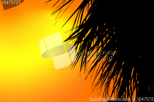 Image of Beautiful summer background with a silhouette