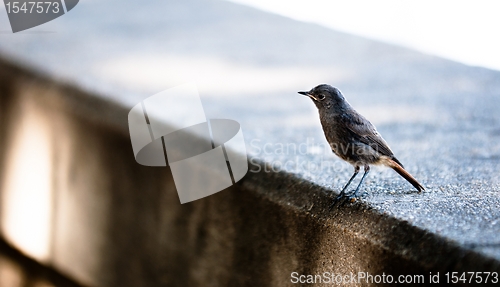 Image of Small bird on a concrete wall