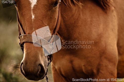 Image of Vintage photo of a cute horse