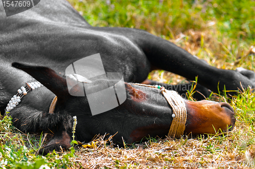 Image of Dead Horse on green grass