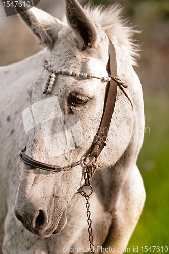 Image of Closeup of a beutiful white horse