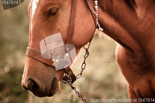 Image of Vintage photo of a cute horse