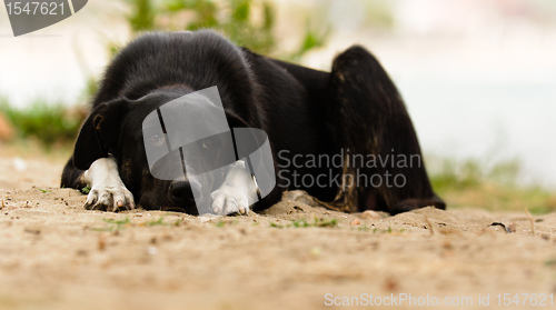 Image of Sad dog on the ground