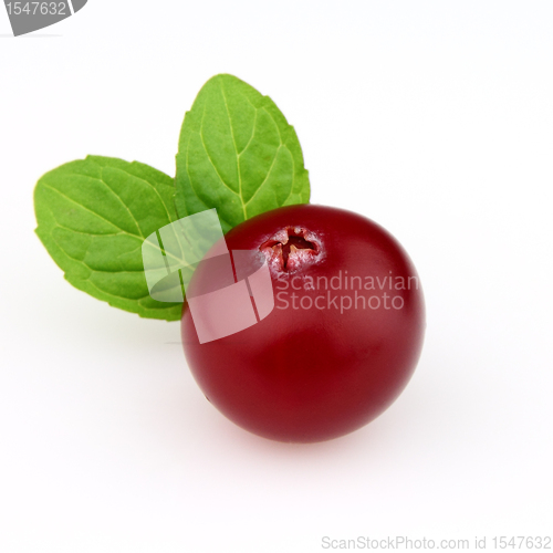 Image of Cranberry with mint