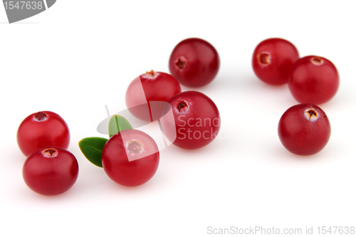 Image of Cranberry with leaves