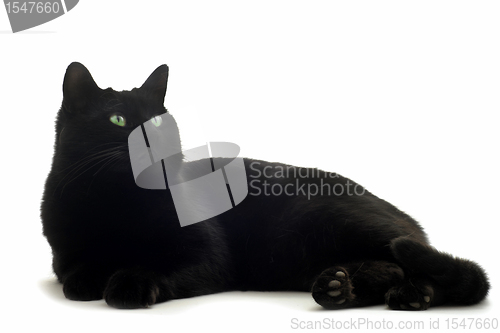 Image of black cat