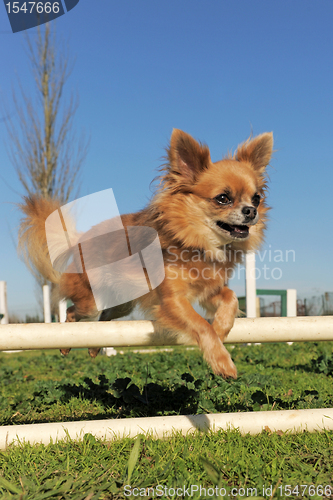 Image of jumping chihuahua