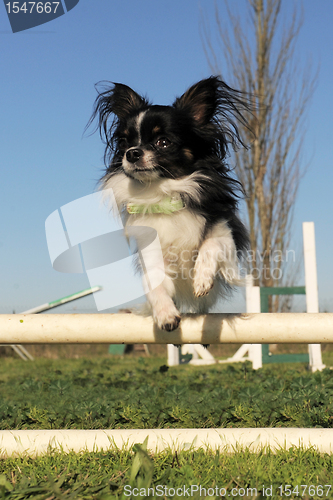 Image of jumping chihuahua