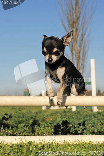 Image of jumping chihuahua