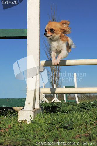 Image of jumping chihuahua