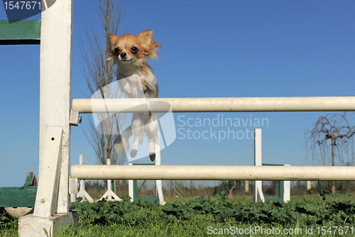 Image of jumping chihuahua