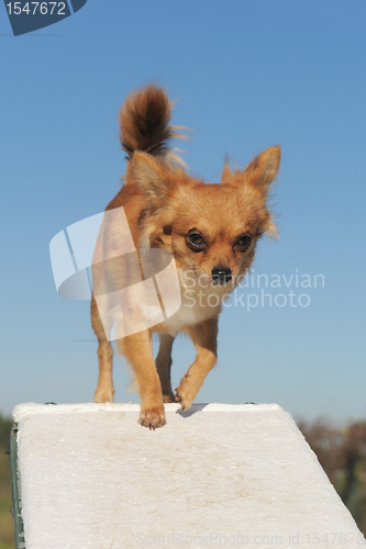 Image of chihuahua in agility