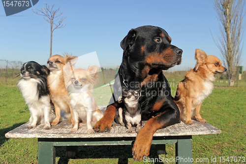 Image of chihuahuas and rottweiler