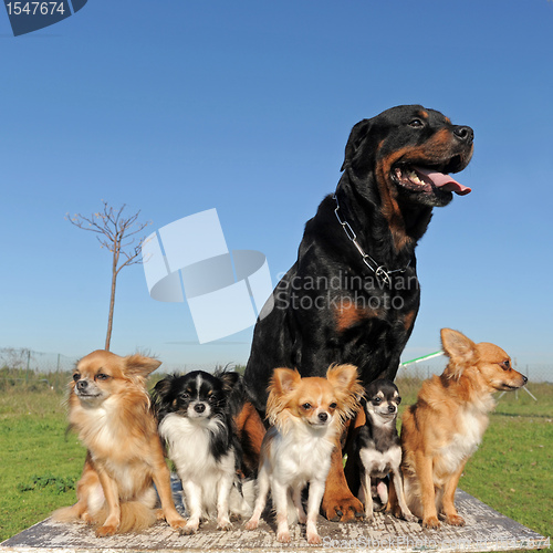 Image of chihuahuas and rottweiler