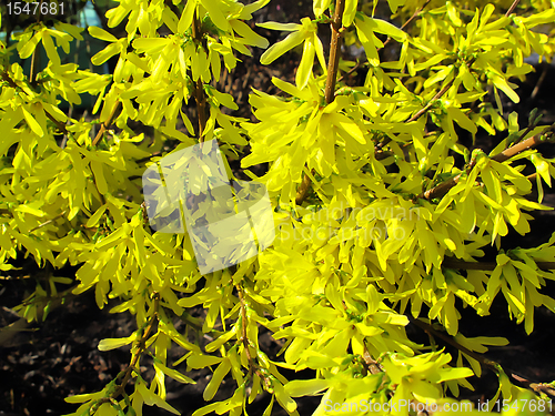 Image of yellow flowers of forsythia bush