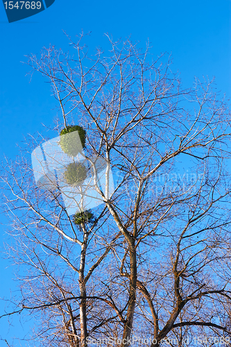 Image of Mistletoe plant on a birch tree