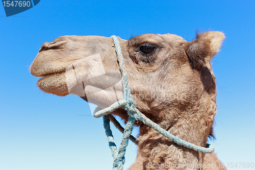 Image of Lone Camel with blue sky