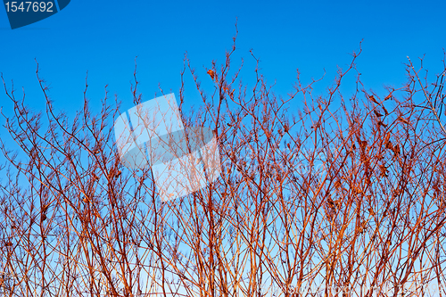 Image of High dried grassy plants