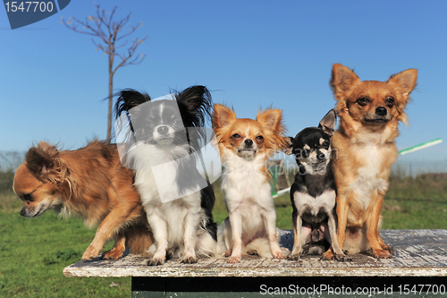 Image of five chihuahuas