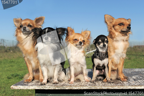 Image of five chihuahuas