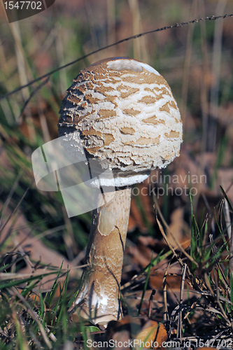 Image of Macrolepiota procera or Parasol mushroom
