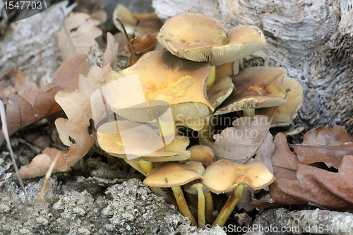 Image of wood fungus