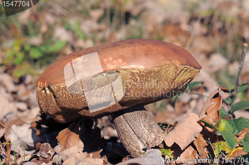 Image of bolete mushroom