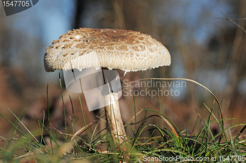 Image of Macrolepiota procera or Parasol mushroom